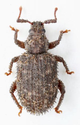 Cathormiocerus discors